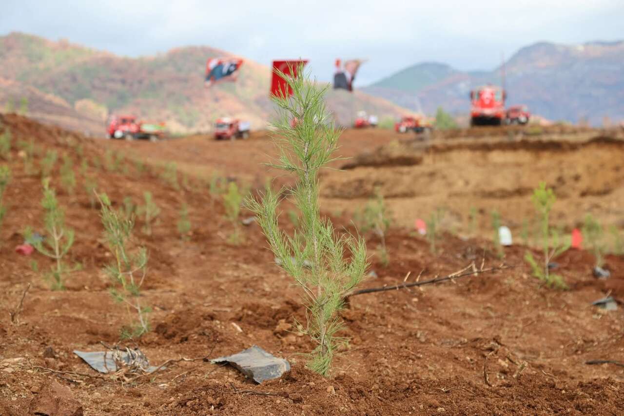 Muğla’da  Yanan Alanlar  Yeniden Yeşerecek 5